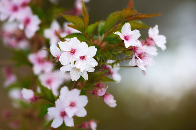 Buy stock photo Nature, spring and cherry blossom with flowers on tree for sustainability, growth and ecosystem. Biodiversity, conservation and ecology with prunus incisa in countryside for garden and environment