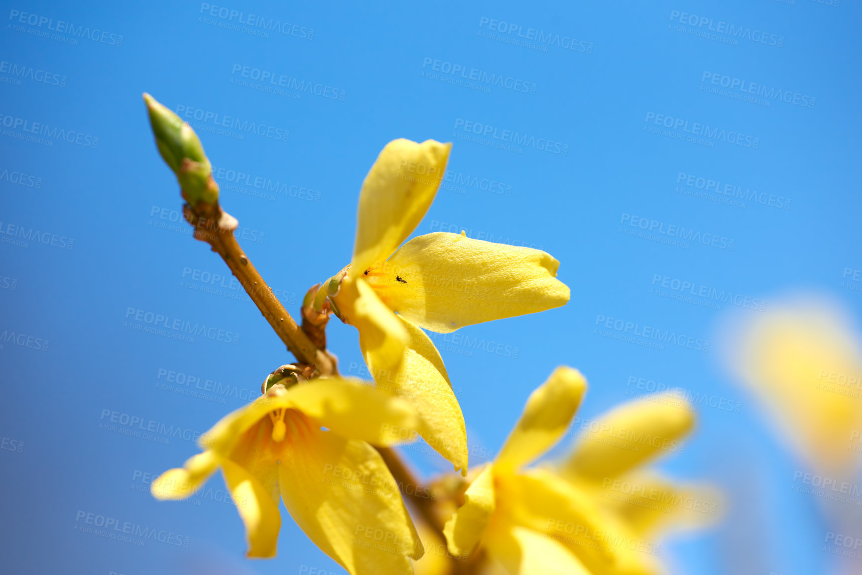 Buy stock photo Cropped shot of beautiful flowers