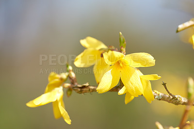 Buy stock photo Flowers, nature and weeping forsythia in garden for flora, colorful or display in season. Morning, earth and wallpaper in spring in field, plants and outdoor landscape as background or botany texture