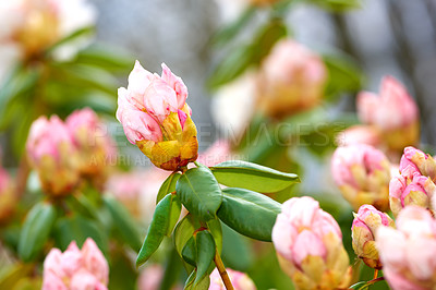 Buy stock photo Flowers, nature and rhododendron bud in garden for flora, colorful or display in season. Morning, earth and wallpaper in spring in field, plants and outdoor landscape as background or botany texture