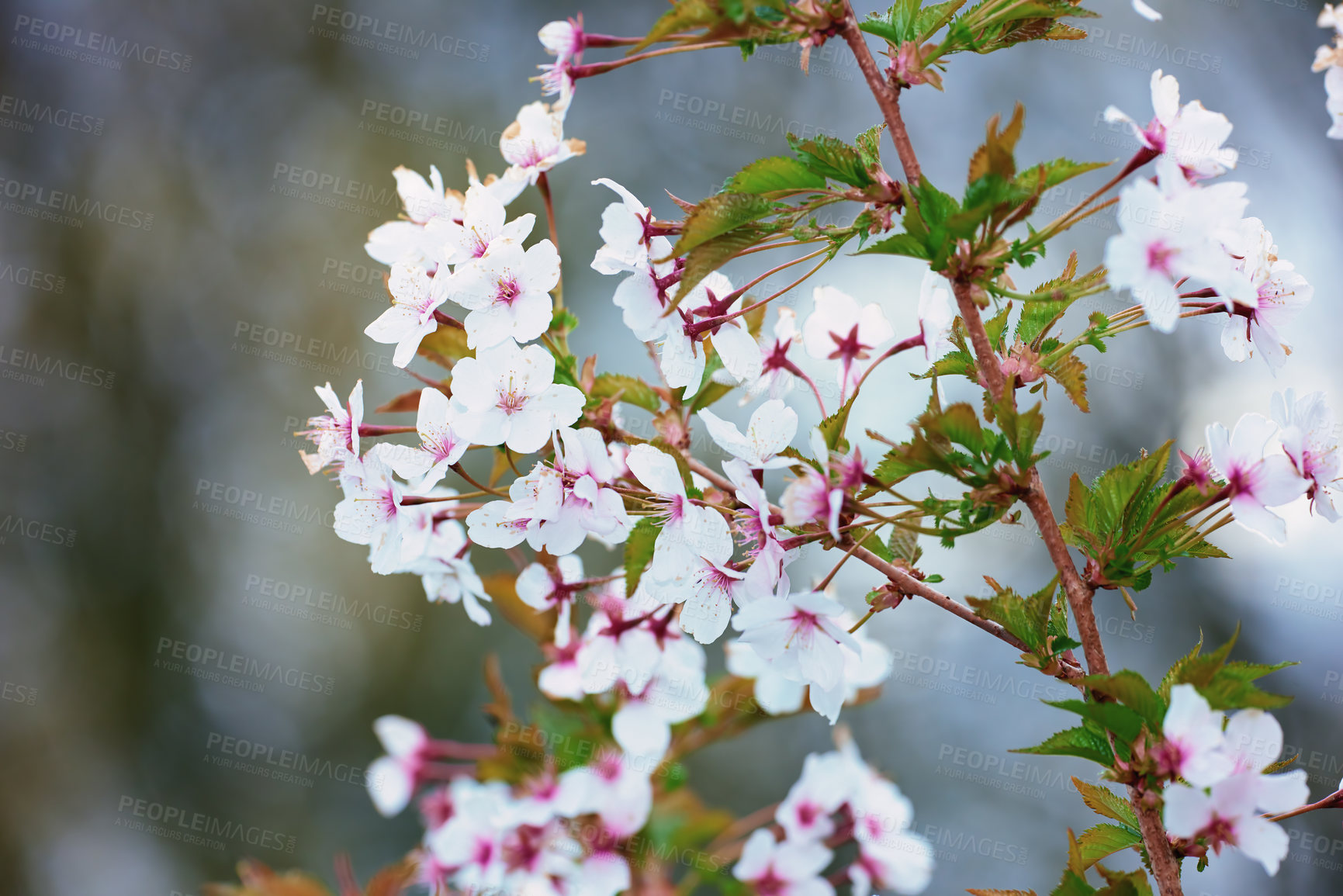 Buy stock photo Environment, spring and cherry blossom with flowers on tree for sustainability, growth and ecosystem. Biodiversity, conservation and ecology with prunus incisa in countryside for garden and nature