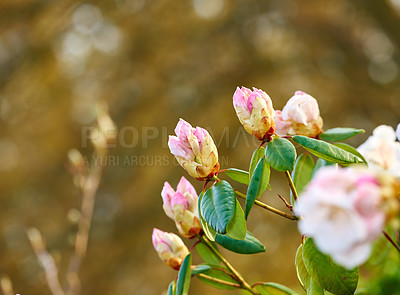 Buy stock photo Nature, botany and rhododendron bud in garden for flora, colorful or display in season. Morning, earth and wallpaper in spring in field, plants and outdoor landscape as background or flowers texture