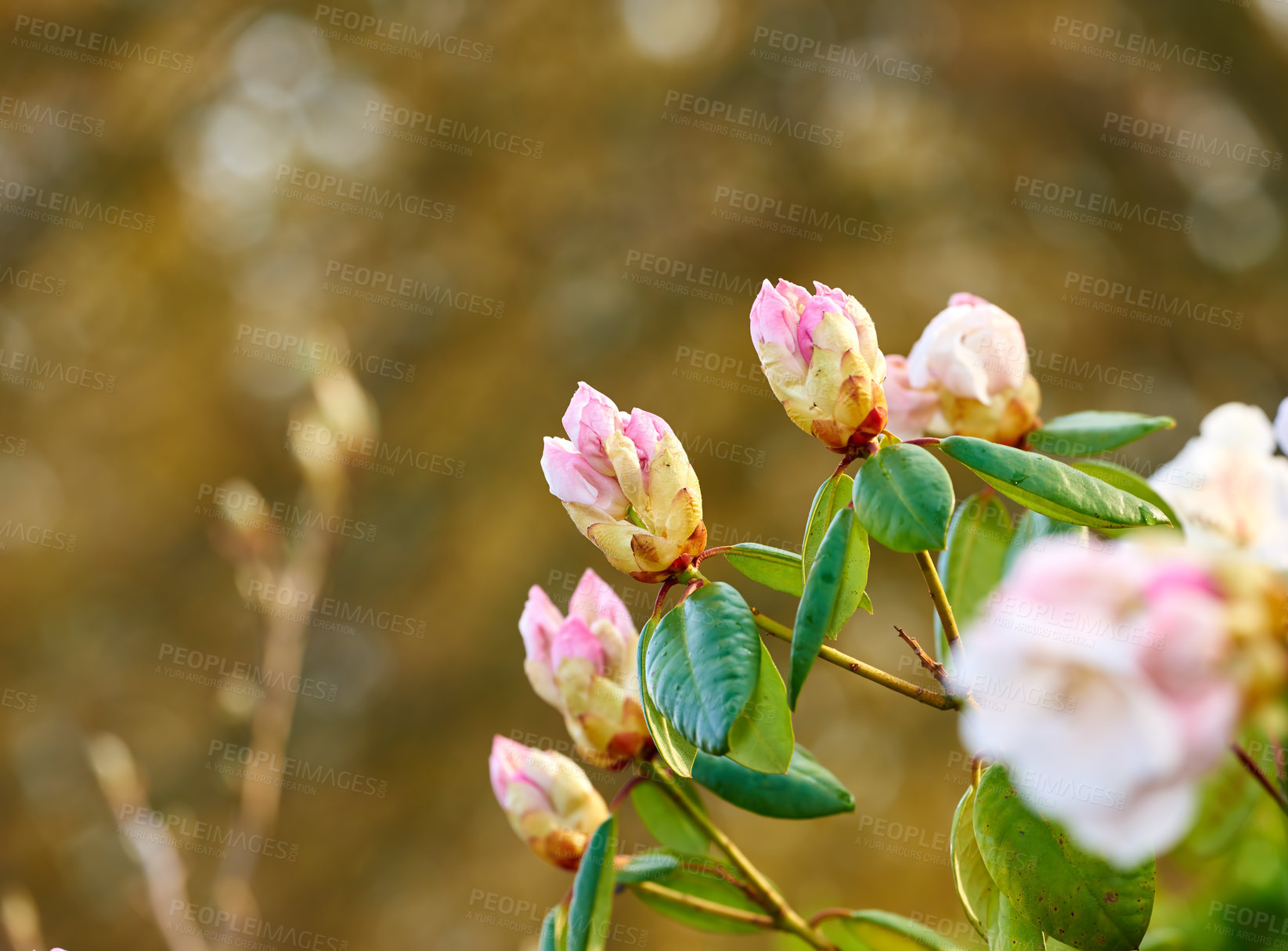 Buy stock photo Nature, botany and rhododendron bud in garden for flora, colorful or display in season. Morning, earth and wallpaper in spring in field, plants and outdoor landscape as background or flowers texture