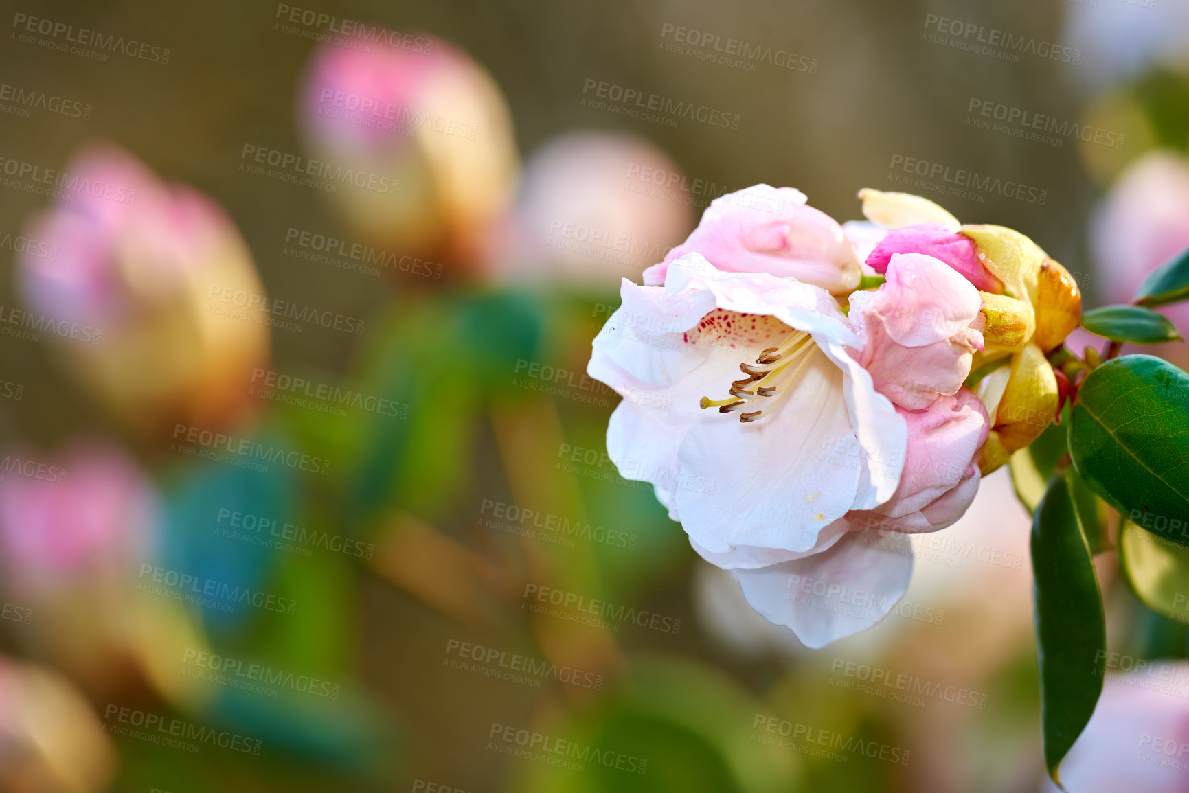 Buy stock photo Nature, botany and rhododendron in garden for flora, colorful display or bloom in season. Morning, earth and wallpaper in spring in field, plants or outdoor landscape as background or flowers texture