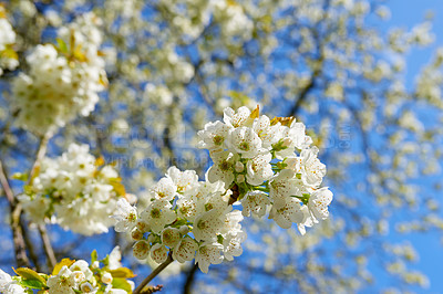 Buy stock photo Flowers, blossom and mirabelle plum in spring for bright colorful display in season, tree and garden. Sustainability, earth and texture for plants in botany, nature and floral wallpaper as background