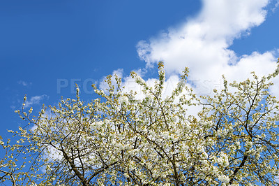 Buy stock photo Botany, nature and mirabelle plum in spring for bright colorful display in season, tree and garden. Sustainability, earth and texture as plants for flowers, blossom and floral wallpaper as background