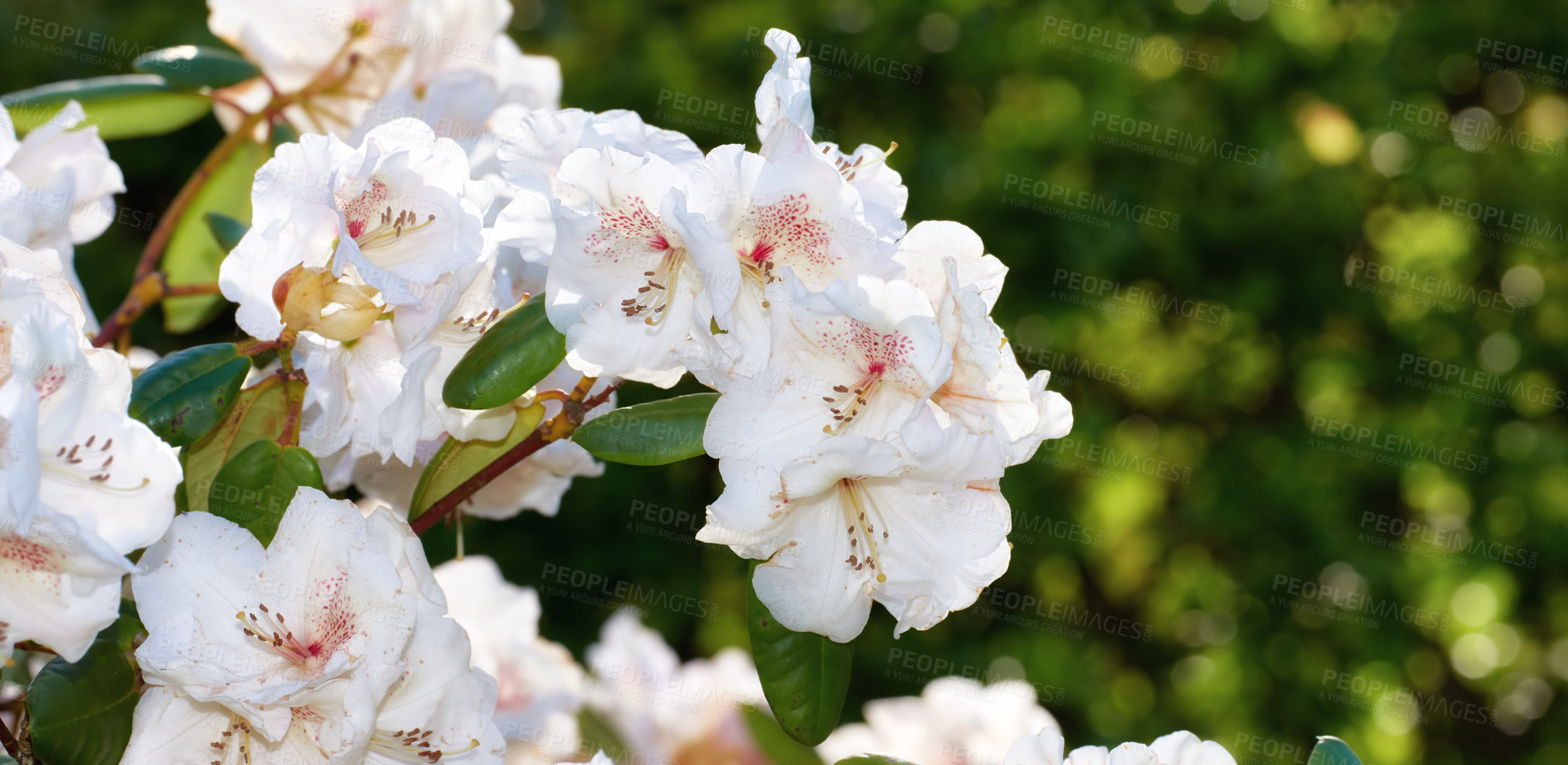 Buy stock photo Flowers, nature and rhododendron blossom in spring for flora as colorful display in season. Sustainability, floral and wallpaper in garden as plants with landscaping for background or botany texture