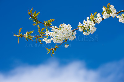 Buy stock photo Flowers, nature and mirabelle plum as plants in bright colorful display in season, tree and garden. Sustainability, earth and texture in spring for botany, blossom and floral wallpaper as background