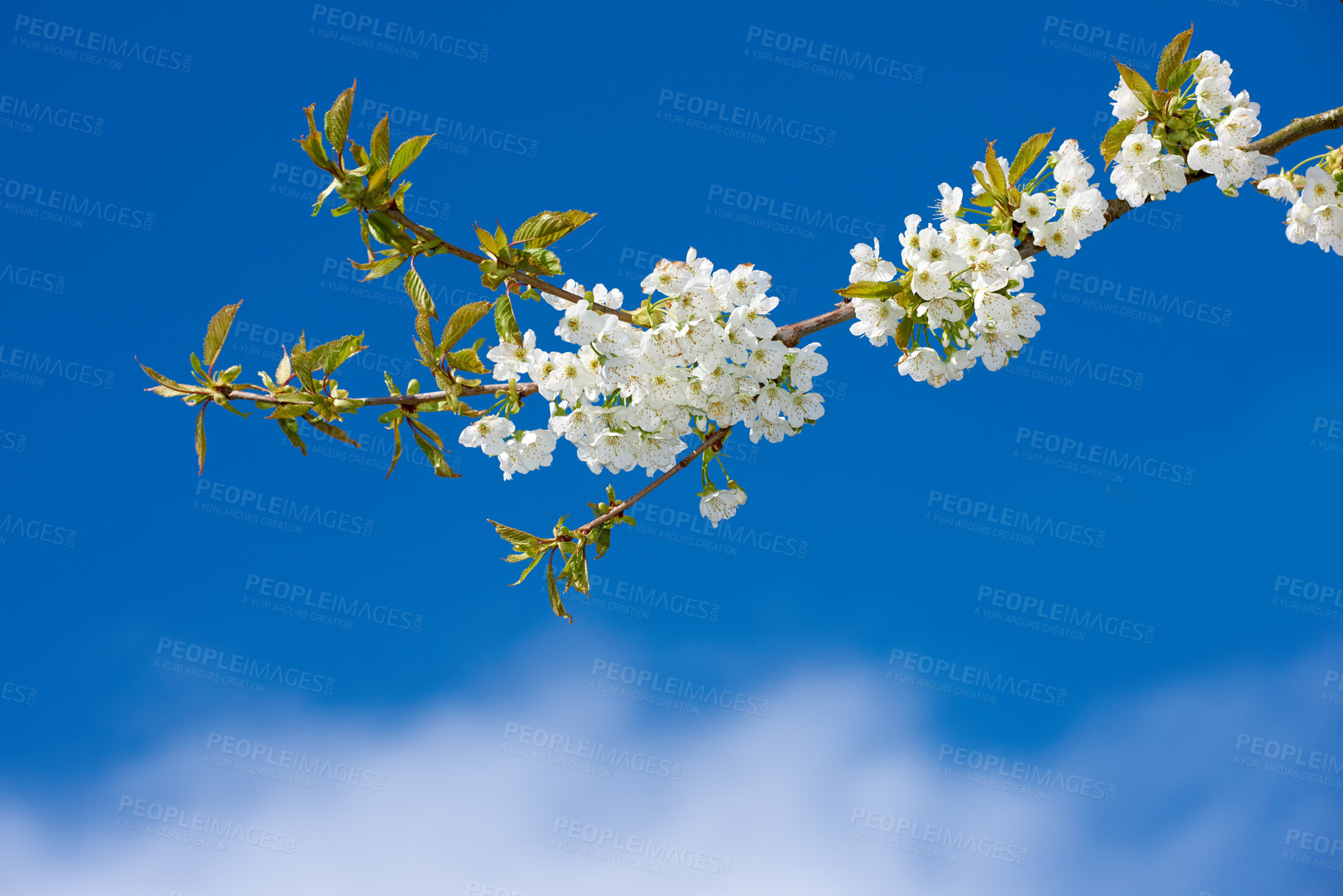 Buy stock photo Flowers, nature and mirabelle plum as plants in bright colorful display in season, tree and garden. Sustainability, earth and texture in spring for botany, blossom and floral wallpaper as background