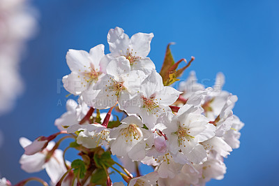 Buy stock photo Trees, nature and garden with cherry blossom for colorful, bright or display in season. Closeup, earth and wallpaper in spring in field, plants or outdoor landscape as background or flowers texture