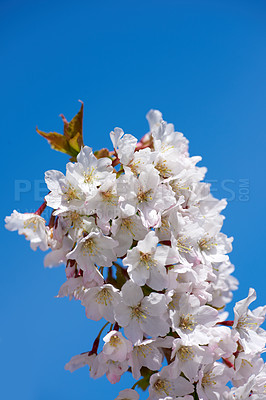 Buy stock photo Botany, nature and garden with cherry blossom for bright, colorful or display in season. Closeup, earth and wallpaper in spring in field, plants or outdoor landscape as background or flowers texture