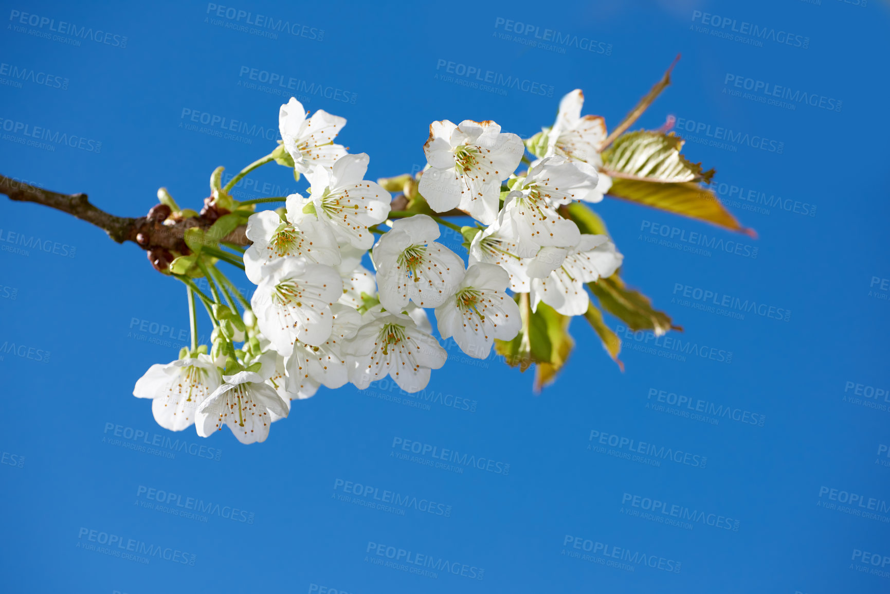 Buy stock photo Botany, nature and mirabelle plum in spring for bright colorful display in season, tree and garden. Sustainability, bue sky and texture with flowers, blossom and floral wallpaper as background