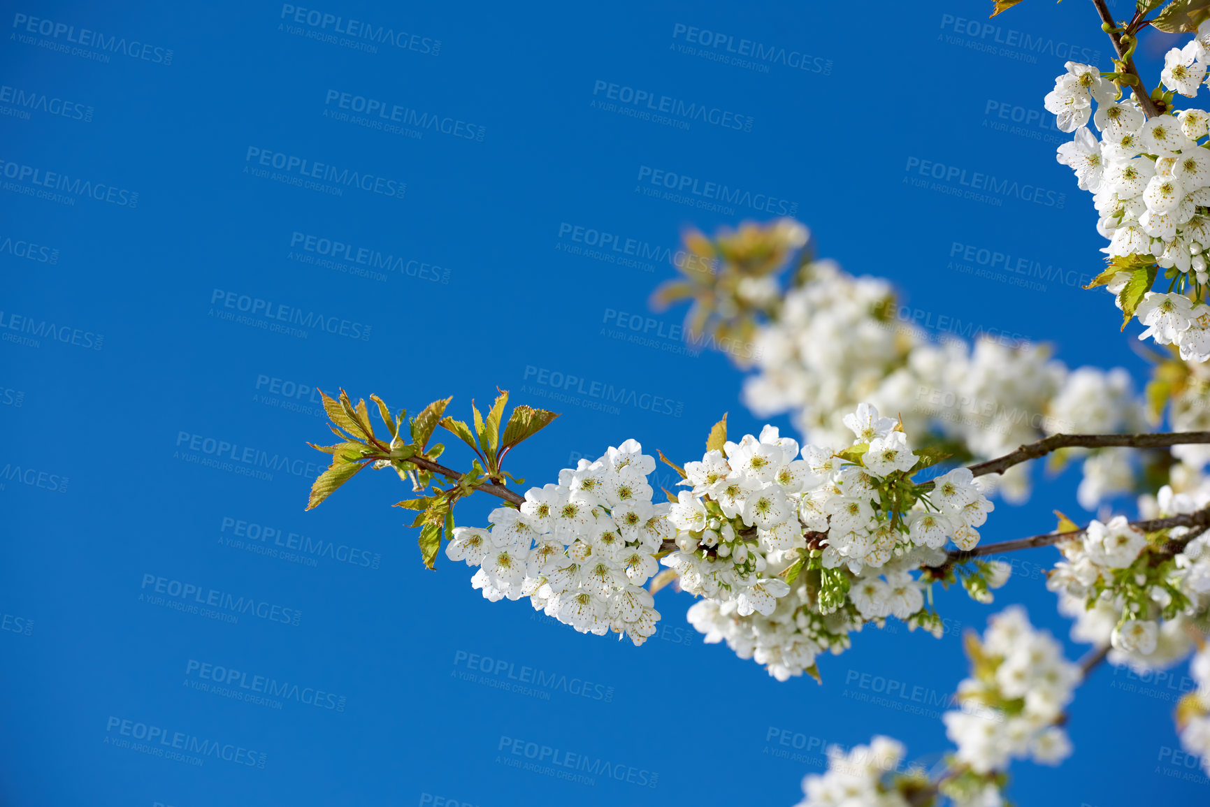 Buy stock photo Botany, blossom and mirabelle plum in spring for bright colorful display in season, tree and garden. Sustainability, earth and texture for plants as flowers, nature and floral wallpaper as background