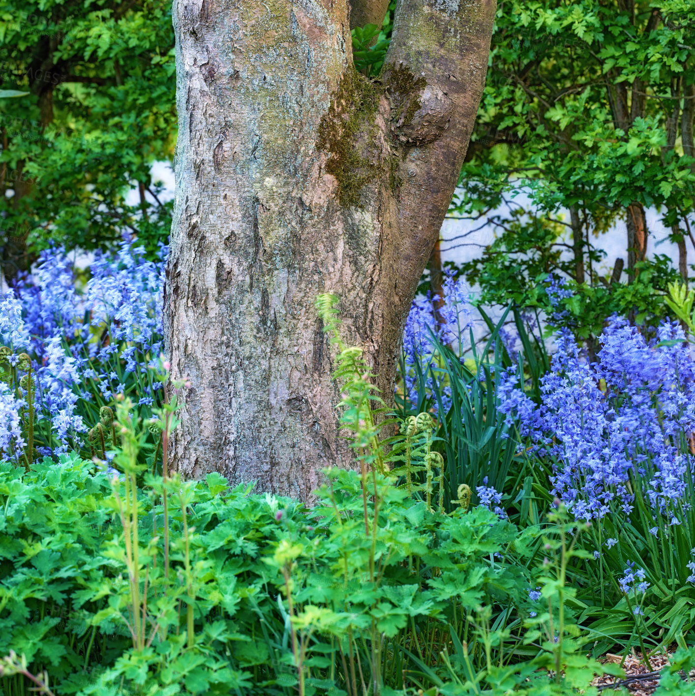 Buy stock photo Nature, tree and environment with flowers in forest for sustainability, growth and ecosystem. Biodiversity, conservation and ecology with bluebell plant in countryside for grass, season and blossom