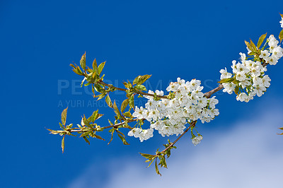 Buy stock photo Flowers, garden and mirabelle plum as plants in bright colorful display in season, tree and nature. Sustainability, earth and texture in spring for botany, blossom and floral wallpaper as background