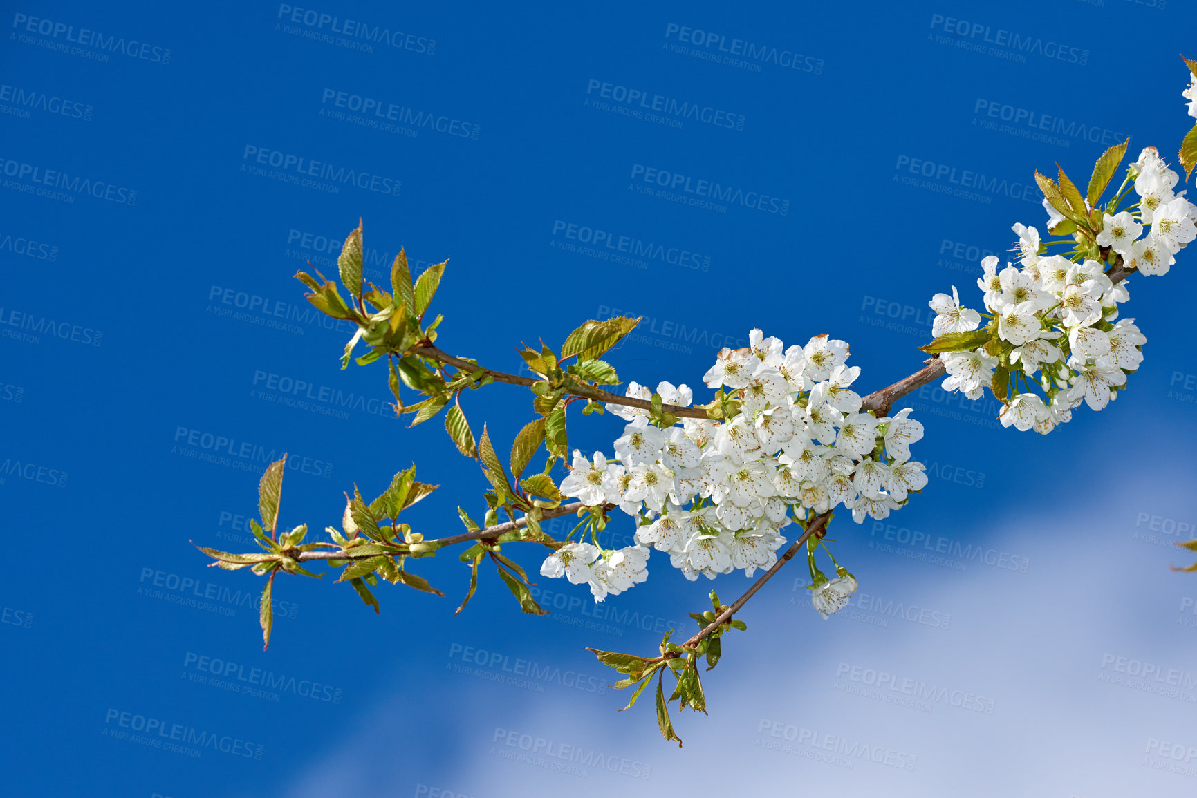 Buy stock photo Flowers, garden and mirabelle plum as plants in bright colorful display in season, tree and nature. Sustainability, earth and texture in spring for botany, blossom and floral wallpaper as background