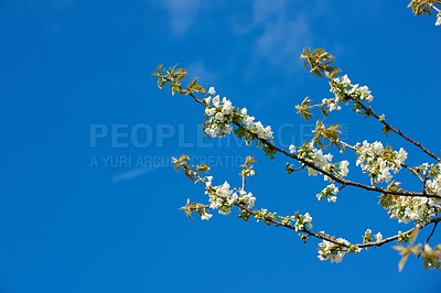 Buy stock photo Flowers, nature and mirabelle plum in spring for bright colorful display in season, tree and garden. Sustainability, earth and texture as plants in botany, blossom and floral wallpaper as background