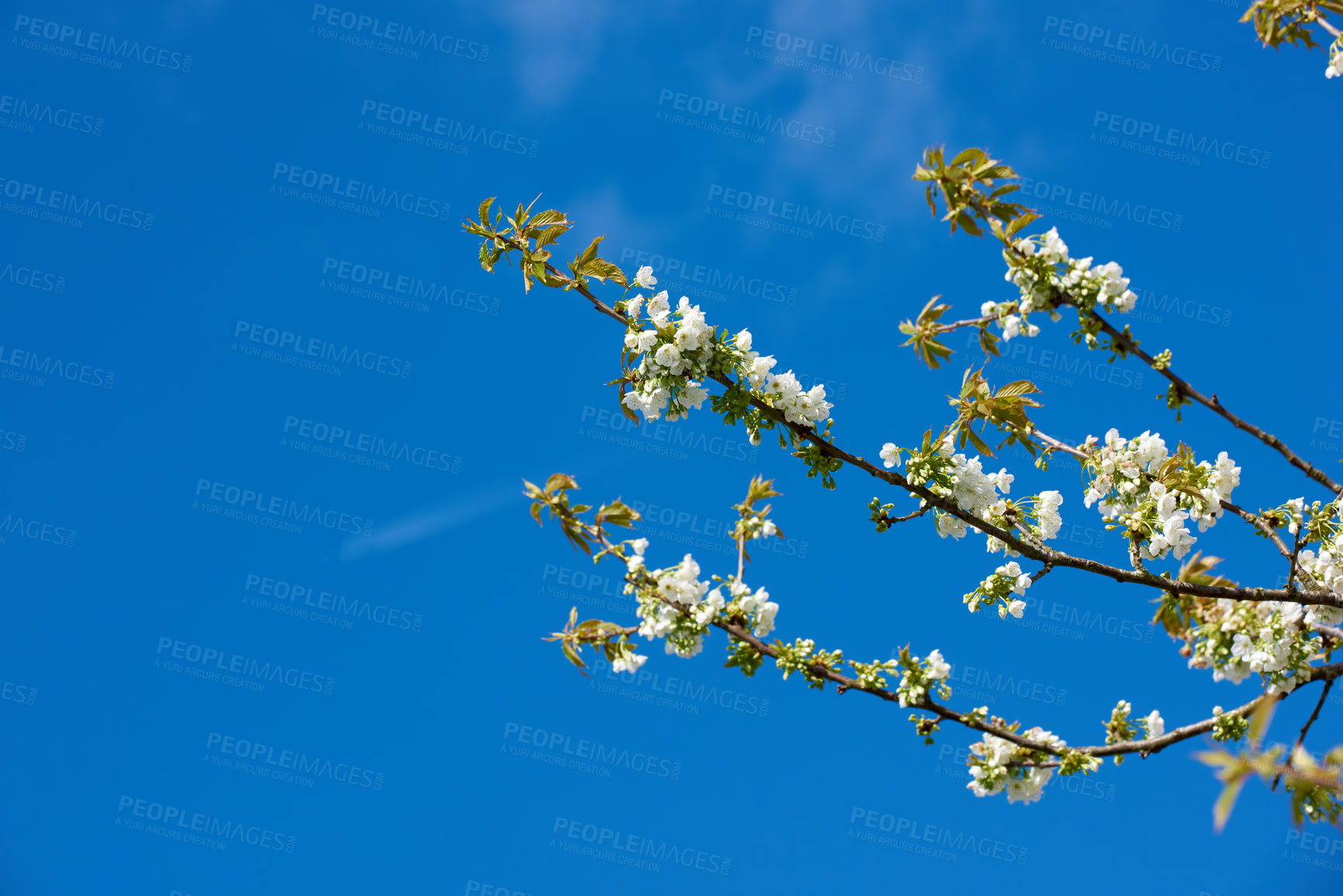 Buy stock photo Flowers, nature and mirabelle plum in spring for bright colorful display in season, tree and garden. Sustainability, earth and texture as plants in botany, blossom and floral wallpaper as background