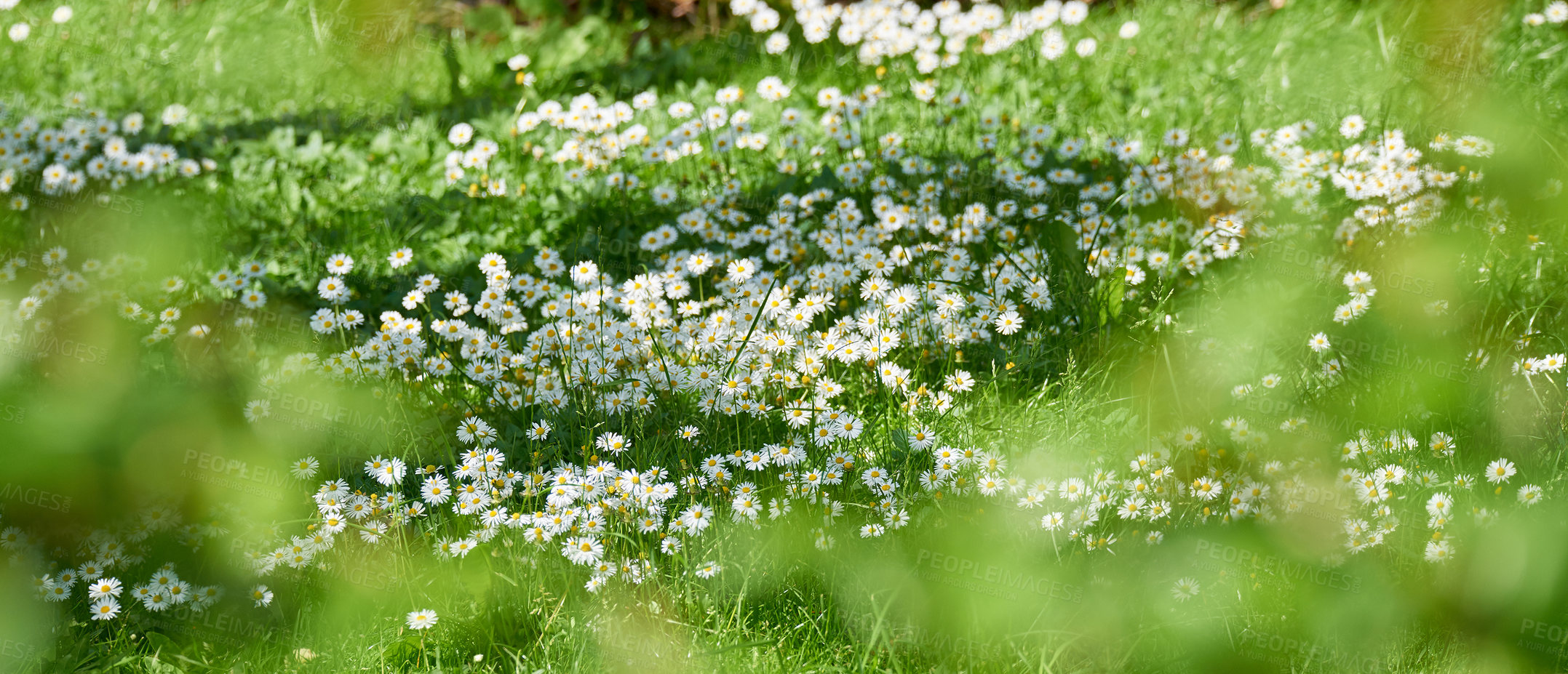 Buy stock photo Nature, flowers and environment with daisy in field for sustainability, growth and ecosystem. Biodiversity, conservation and ecology with plant in countryside for grass, blossom and spring season