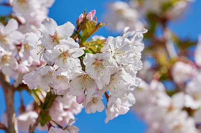 Buy stock photo Flowers, nature and garden with cherry blossom for floral, colorful or display in season. Morning, earth and wallpaper in spring as trees, plants and outdoor landscape as background or botany texture