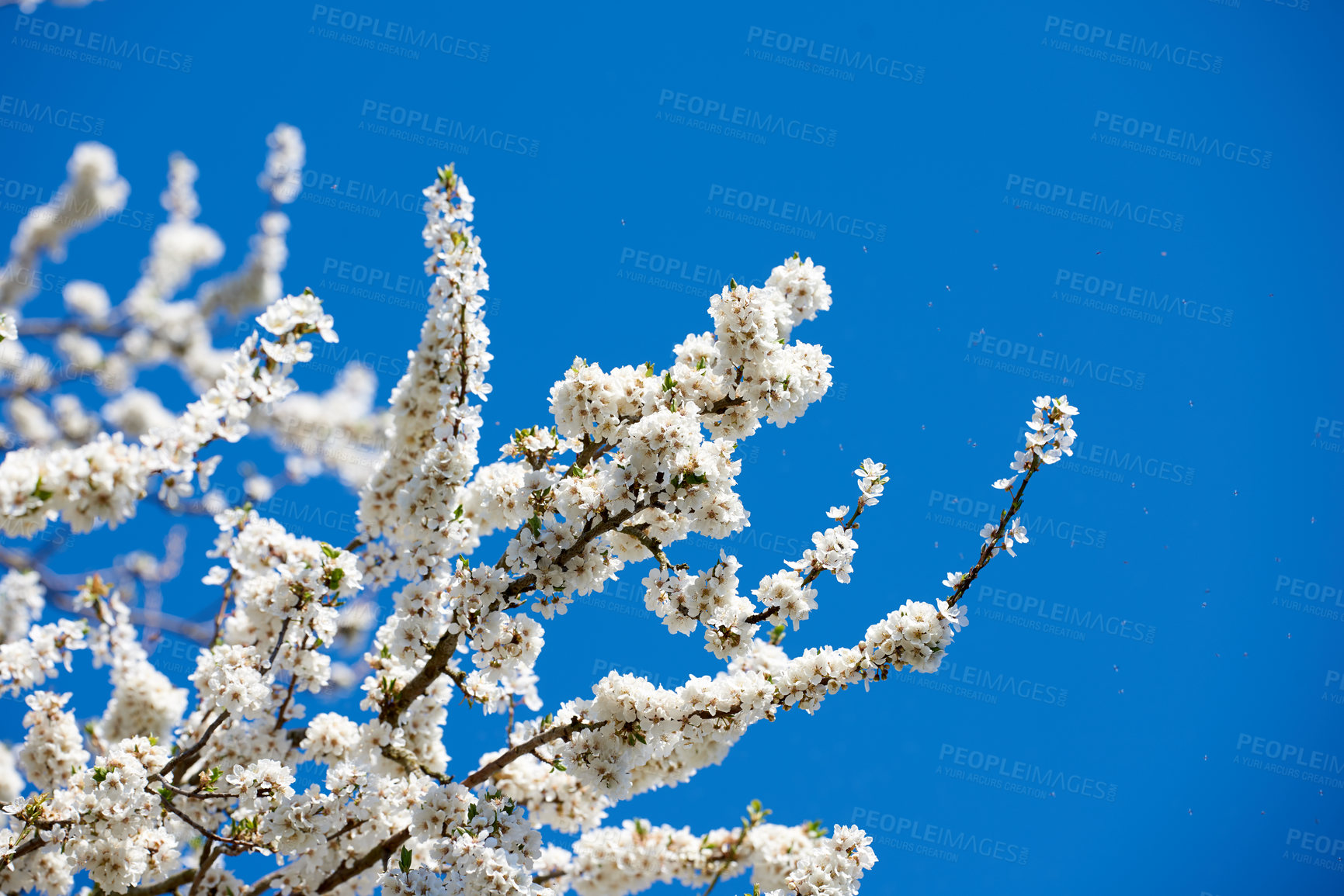 Buy stock photo Cropped shot of beautiful flowers