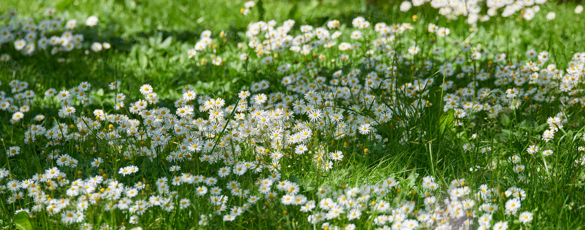 Buy stock photo Garden, flowers and environment with daisy in field for sustainability, growth and ecosystem. Biodiversity, conservation and ecology with plant in countryside for grass, blossom and spring season