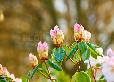 Buy stock photo Flowers, botany and rhododendron bud in garden for flora, colorful or display in season. Morning, earth and wallpaper in spring in field, plants and outdoor landscape as background or nature texture