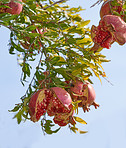 Pomegranates