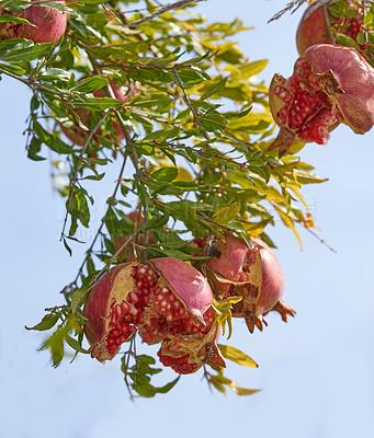 Buy stock photo Closeup of ripe pomegranate hanging on branch in the garden outside while isolated against blue sky. Group of fresh and healthy fruit growing in the backyard at home. Delicious and tasty winter snack