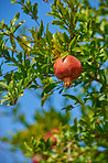 Pomegranates