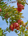 Pomegranates