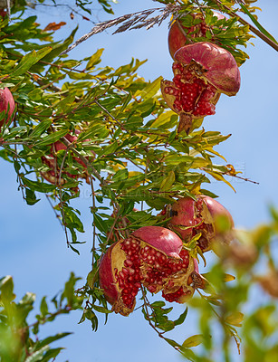 Buy stock photo Closeup of ripe pomegranate hanging on branch in the garden outside while isolated against blue sky. Group of fresh and healthy fruit growing in the backyard at home. Delicious and tasty winter snack