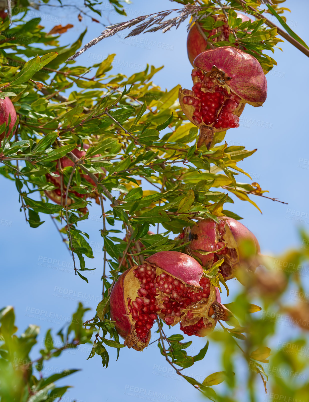 Buy stock photo Closeup of ripe pomegranate hanging on branch in the garden outside while isolated against blue sky. Group of fresh and healthy fruit growing in the backyard at home. Delicious and tasty winter snack