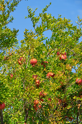 Buy stock photo Pomegranate trees and leaves outside. Ripe succulent fruit in an organic garden Ripe pomegranate fruits hanging on a branch in the garden. Pomegranate production and ecological agriculture on a farm
