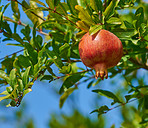 Pomegranates