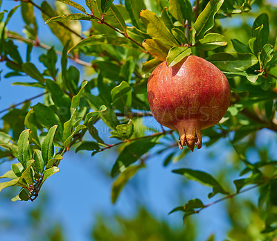 Buy stock photo Closeup of a ripe pomegranate hanging on a tree branch in the garden. Delicious red garnet produce fruit ready to be picked. Fresh harvest growing on a healthy farm tree against a blur sky background