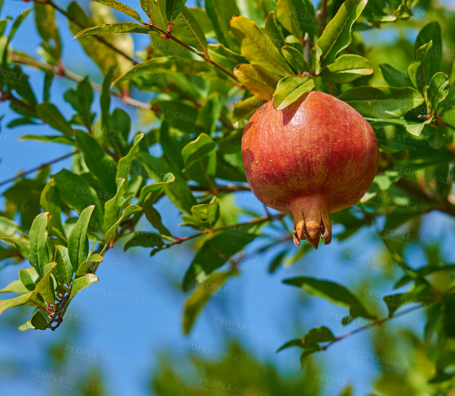 Buy stock photo Closeup of a ripe pomegranate hanging on a tree branch in the garden. Delicious red garnet produce fruit ready to be picked. Fresh harvest growing on a healthy farm tree against a blur sky background