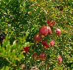 Pomegranates