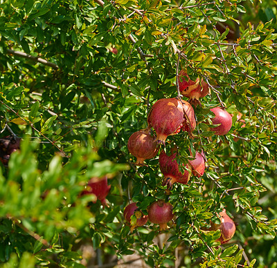 Buy stock photo Closeup of ripe pomegranate hanging on branch in the garden outside . Group of fresh and healthy fruit growing in the backyard at home. Delicious and tasty winter snack against with copyspace