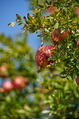 Buy stock photo Closeup of a ripe pomegranate on tree branch in the garden. Red ripe fruit hanging on tree branch with healthy green leaves against blur sky copyspace background. Perfect sweet snack growing free