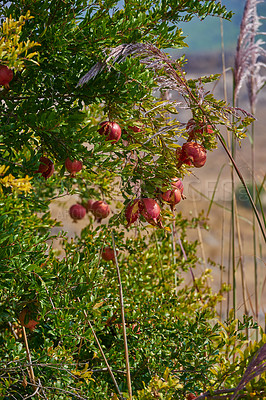 Buy stock photo Closeup of ripe pomegranate hanging on branch in the garden outside on a summer day. Zoom on a group of fresh and healthy red fruit growing in the backyard at home. Delicious and tasty winter snack 