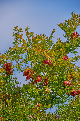 Buy stock photo Closeup of a tree with lush green leaves and ripe red pomegranate fruits on branch against a blue sky background. Delicious plums ready for harvest in a garden or agriculture farm, horticulture