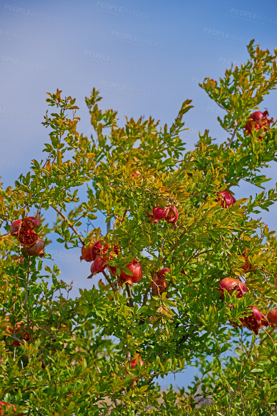 Buy stock photo Closeup of a tree with lush green leaves and ripe red pomegranate fruits on branch against a blue sky background. Delicious plums ready for harvest in a garden or agriculture farm, horticulture