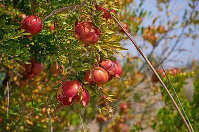 Buy stock photo Ripe pomegranates hanging from a tree branch in the garden outside. An abundance of fresh, juicy and healthy fruit growing in a green leafy backyard at home or on a farmland during harvest season