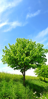 Buy stock photo Scenic view of a lush green forest in springtime with tall vibrant trees, branches and fresh air. Peaceful morning in  beautiful countryside, nature in harmony on a quiet day with green ambience