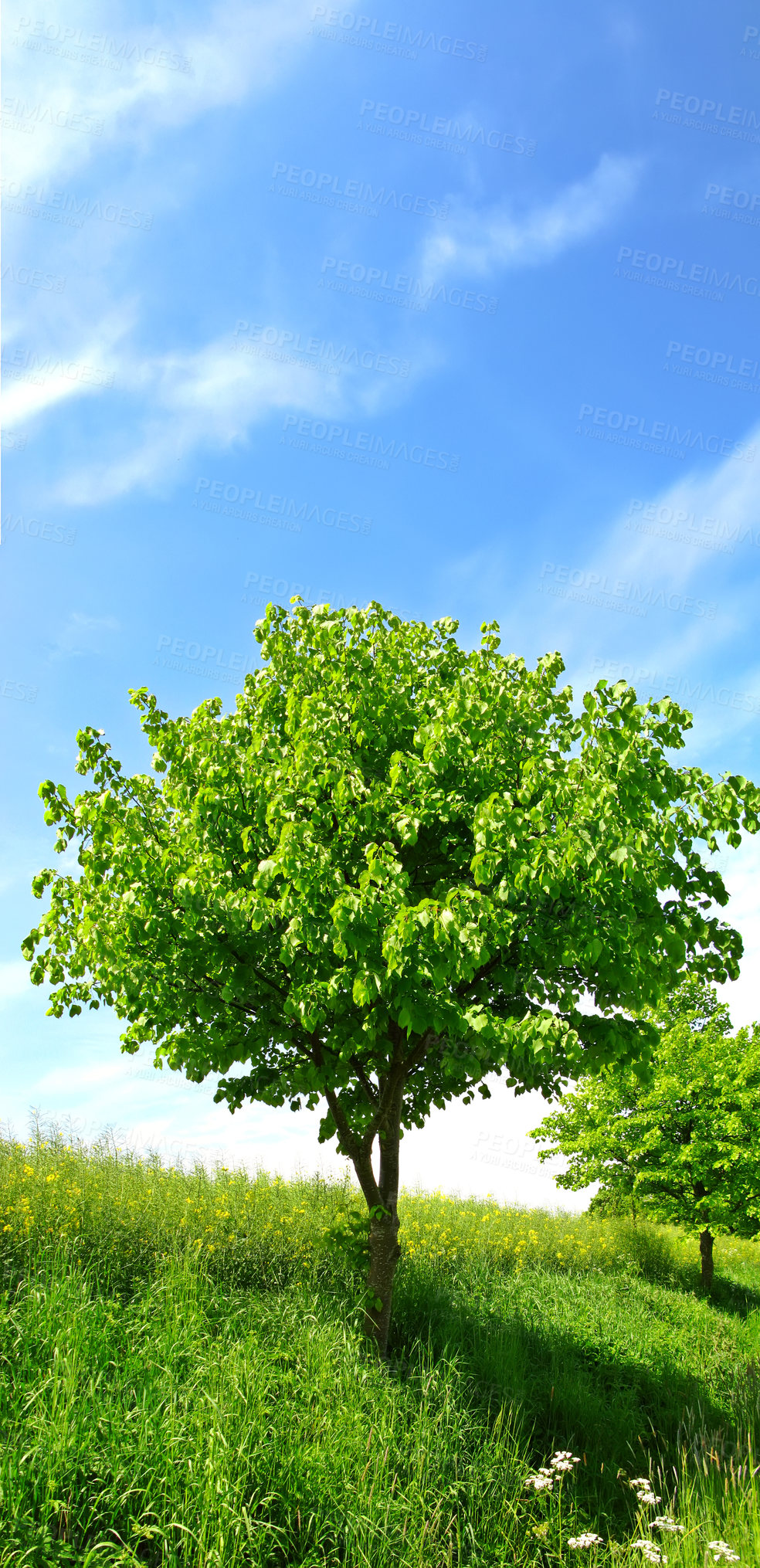 Buy stock photo Scenic view of a lush green forest in springtime with tall vibrant trees, branches and fresh air. Peaceful morning in  beautiful countryside, nature in harmony on a quiet day with green ambience