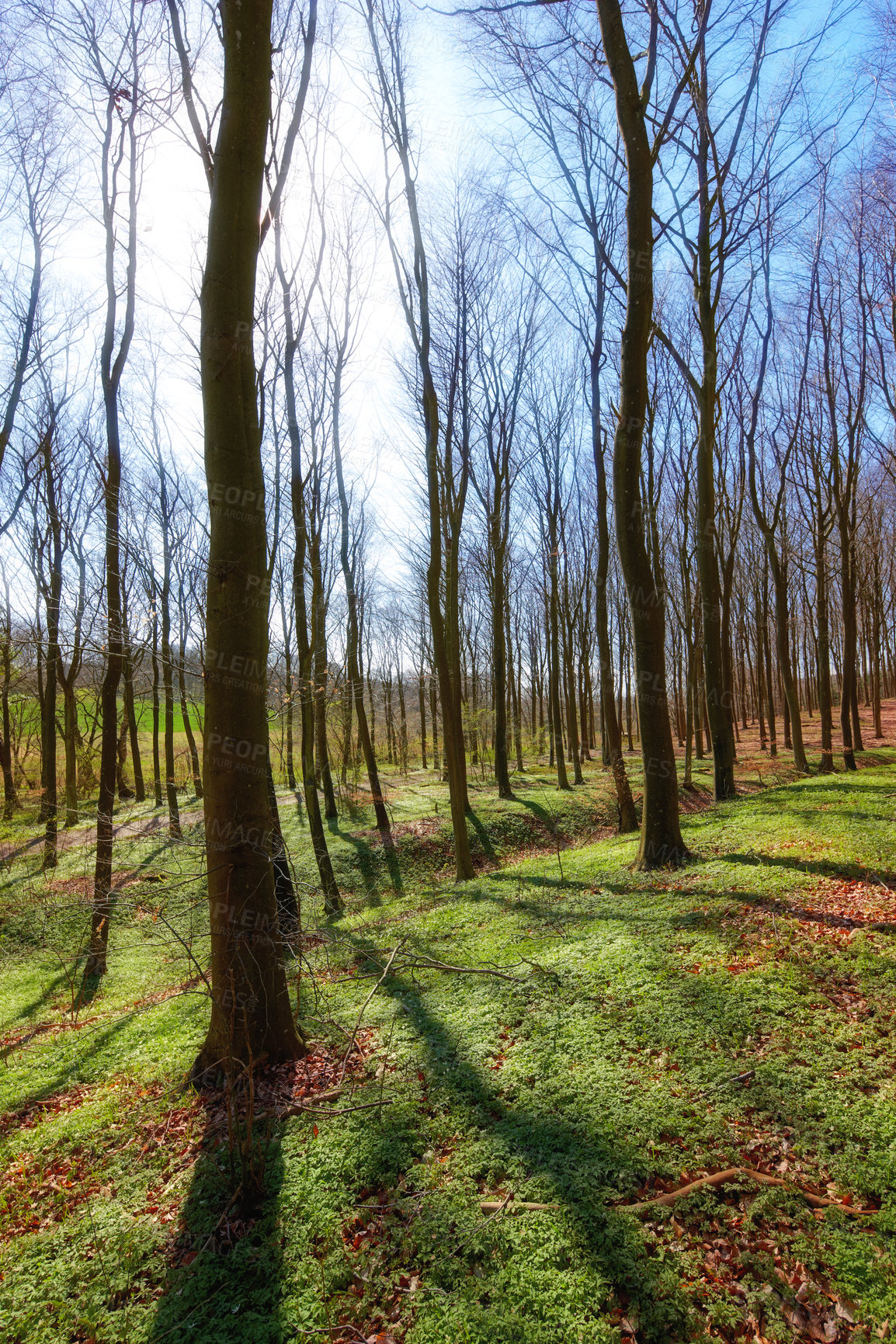 Buy stock photo Big slim trees growing wild in jungle with overgrown vines and branches. Natural zen forest of hidden beauty, harmony and peaceful ambience. Soothing patterns and textures in the woods with copyspace