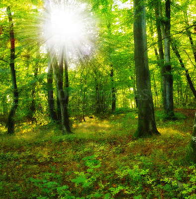 Buy stock photo Forest beauty in springtime, tall tree trunks in green harmony. Tranquility of summer morning in the jungle, hikers dream with copyspace. Perfect place for a date or picnic, nature scenic wallpaper