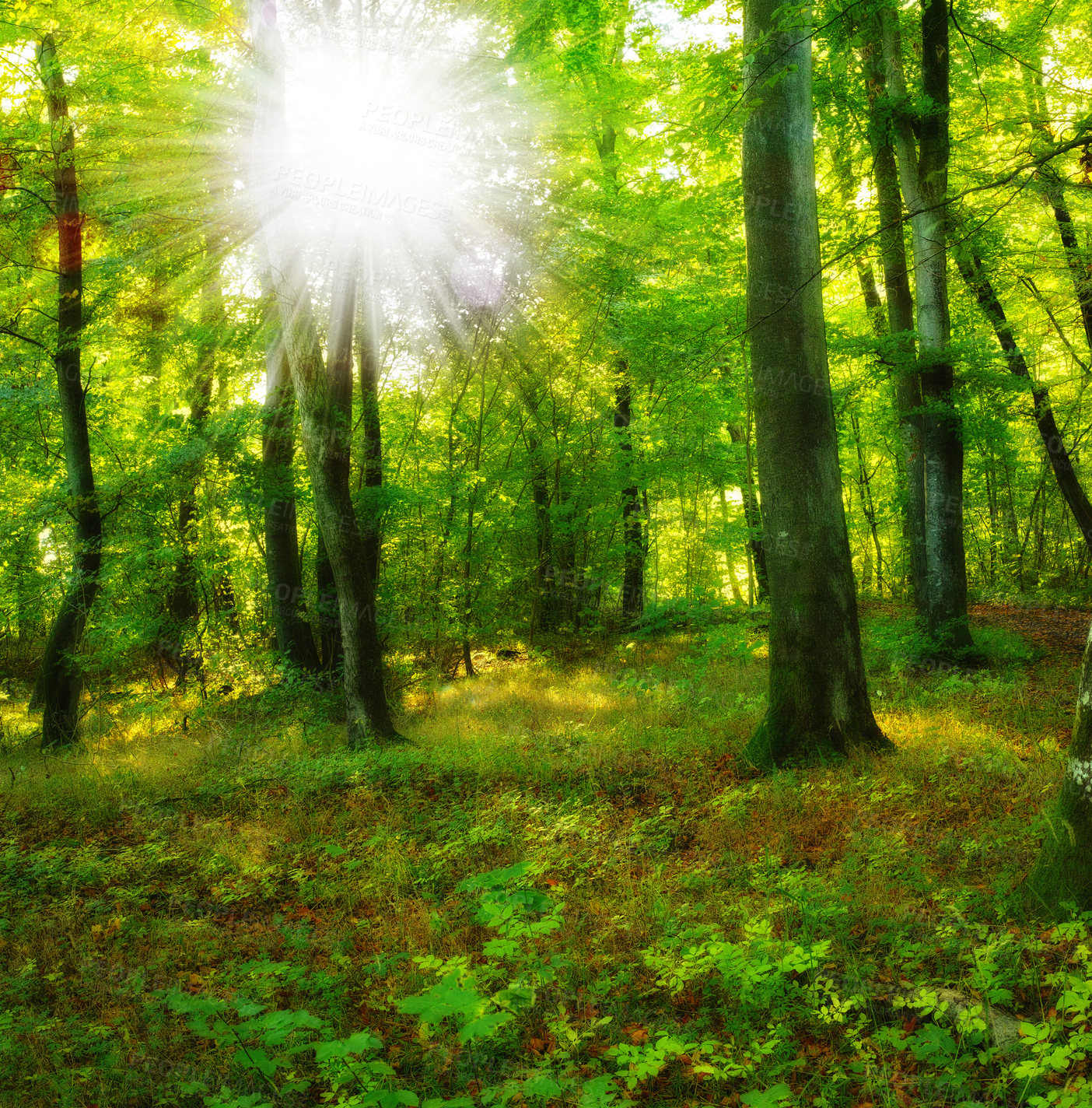 Buy stock photo Forest beauty in springtime, tall tree trunks in green harmony. Tranquility of summer morning in the jungle, hikers dream with copyspace. Perfect place for a date or picnic, nature scenic wallpaper