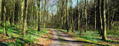 Buy stock photo Scenic view of a lush green forest in springtime with tall trees, branches and fresh air along a dirt road. Peaceful, zen morning in a beautiful jungle, nature in harmony with silent calming features